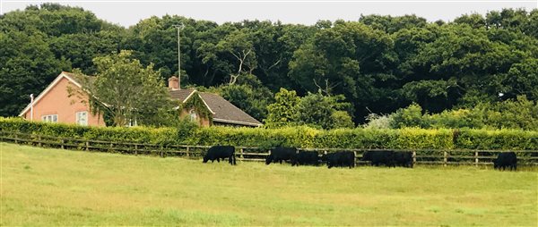 Main farmhouse with Dexter cows in field