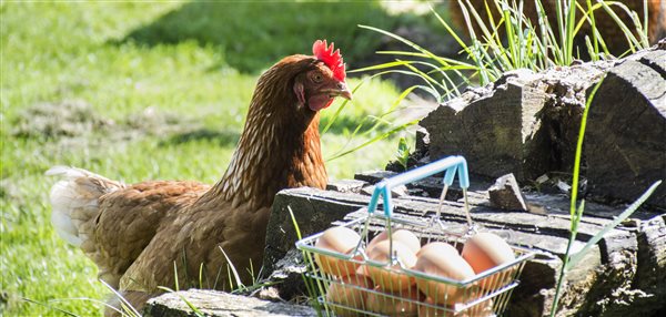 Chicken checking out the egg collection!