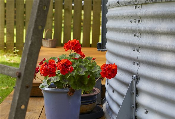 Geraniums