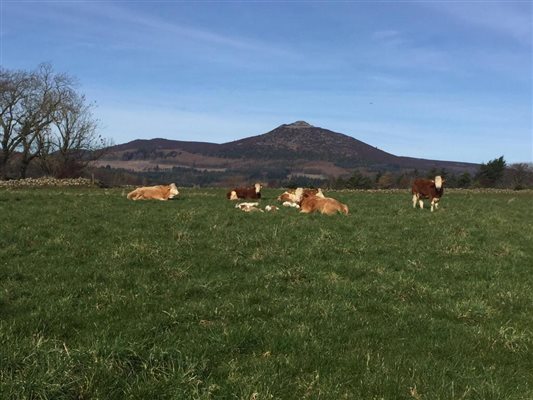 Bennachie