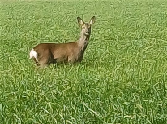 Local deer