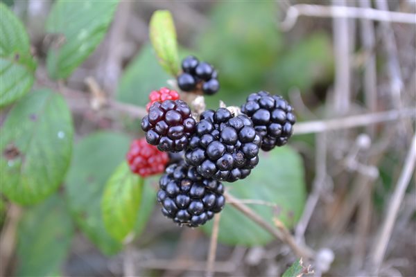 Blackberries