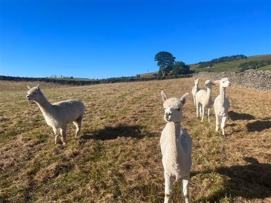 Come and visit our friendly alpacas