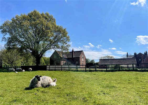 Sheep with lamb, Forge in the background