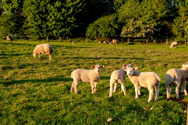 little lambs in the field