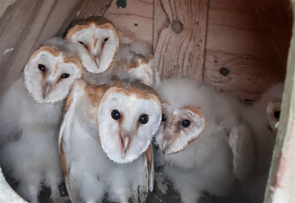 barn owls