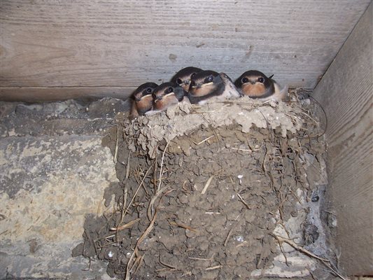 Feathered guests