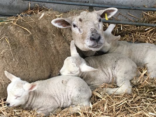 Peanut and her triplets 2020