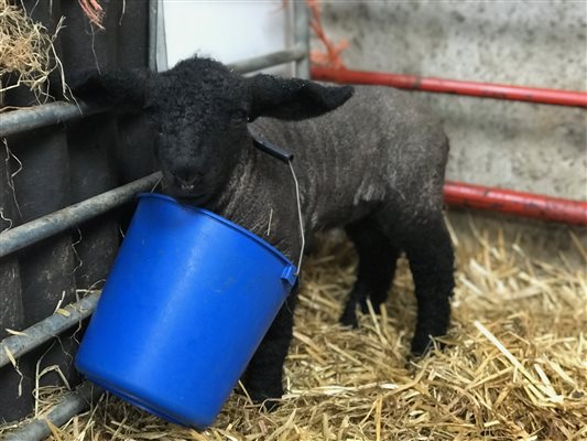 Even lambs have a bucket list