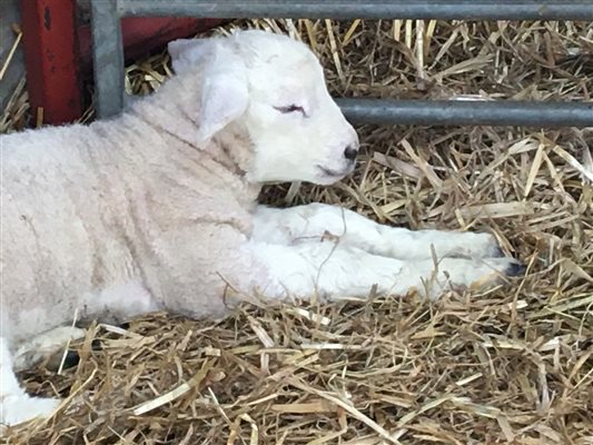 Sleepy lamb