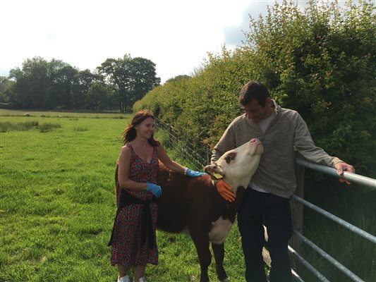 Guests with Noodle the hereford heifer calf