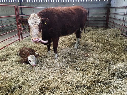 Mima and bull calf 2020