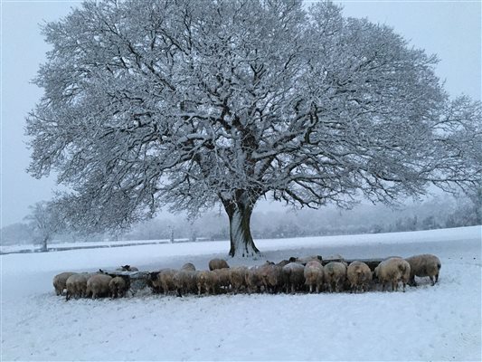 Winter scene at feeding time