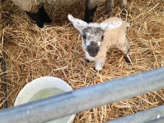 Millie the first female lamb of 2021
