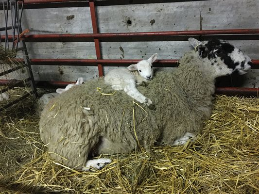 There's nothing like a real sheepskin throw for comfort