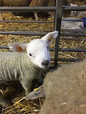 Texel ram lamb