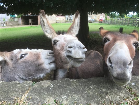 Do you have any carrots please?