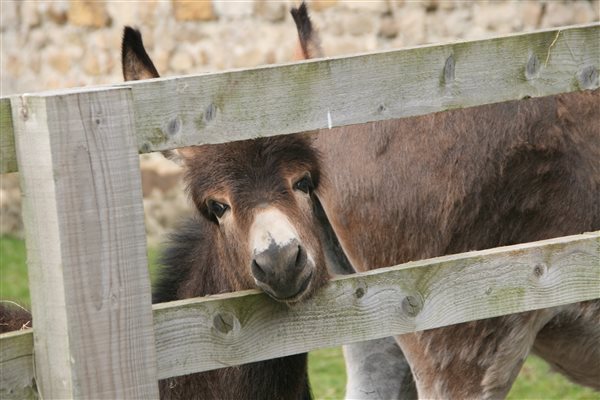 donkey foal and mum