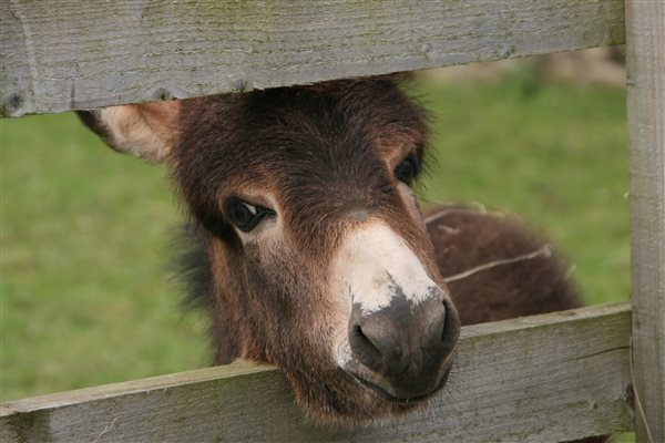 Donkey foal