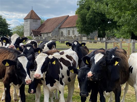 cows and church