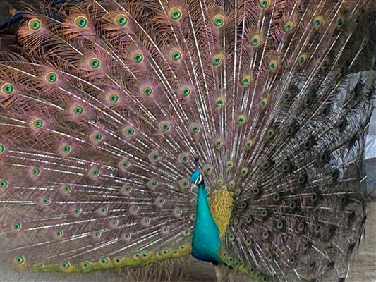 peacock