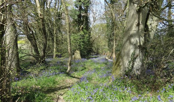 bluebells at marshwood farm