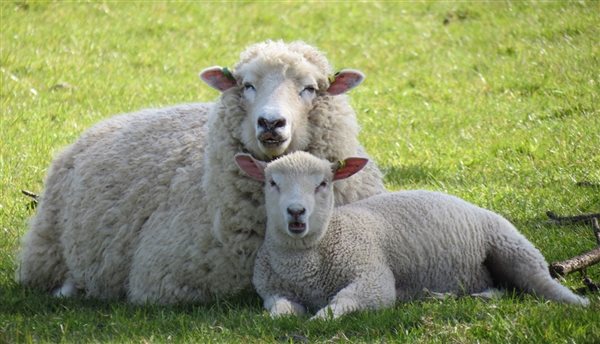 sheep at marshwood farm B&B