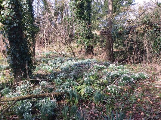 Snowdrops Marshwood Farm Camping