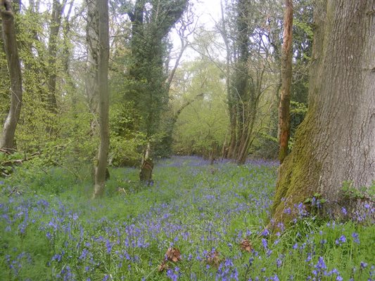 Bluebells at Marshwood Farm Camping