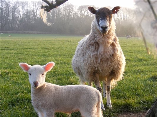 Sheep Marshwood Farm glamping