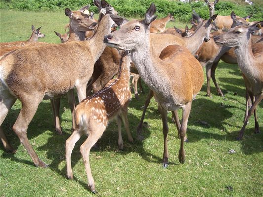 Culligran Deer Farm