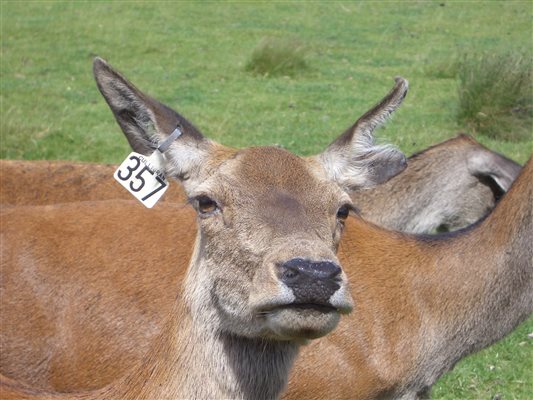 Culligran Deer Farm Hind