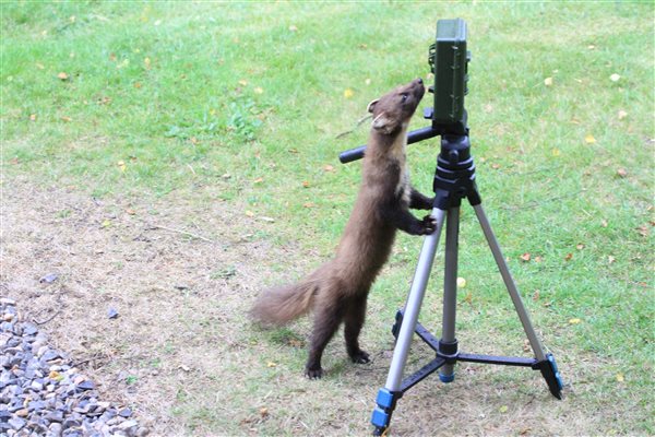 Pine marten inspecting a tripod