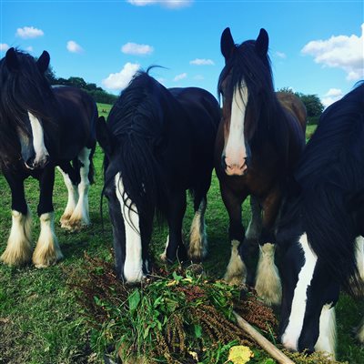 Shire Horses in the field