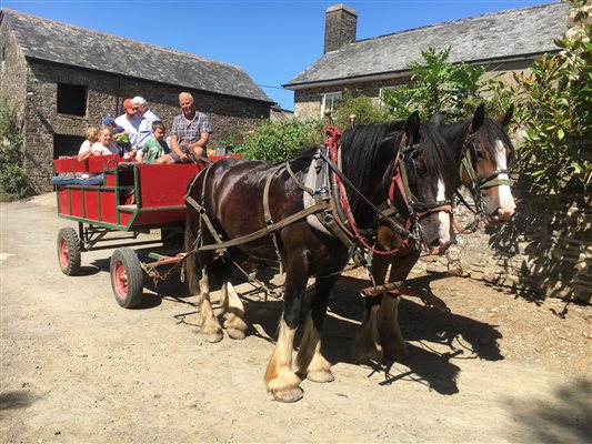 Wagon rides and carriage driving tuition