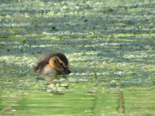 Wildlife on our private pond