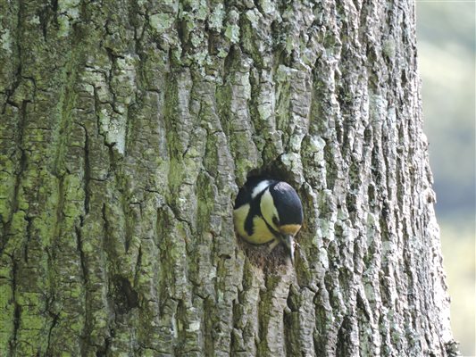 Birdwatching at Spreacombe