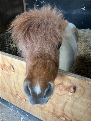 Horses