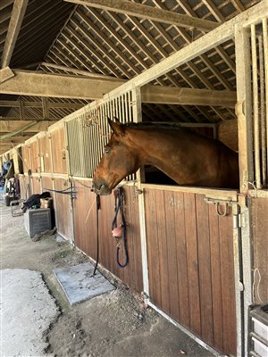 horses