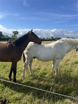 Horses