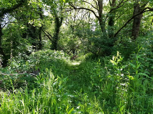 Pathway through woodland area