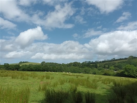 Paddock and Devon countryside