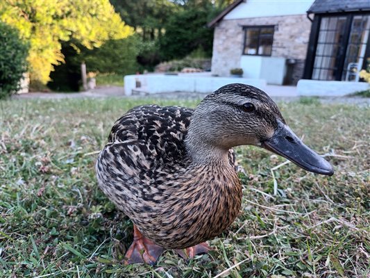 Duck in front of holiday cottage