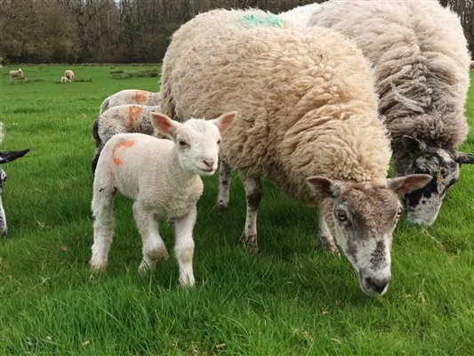 Lamb and sheep in paddock