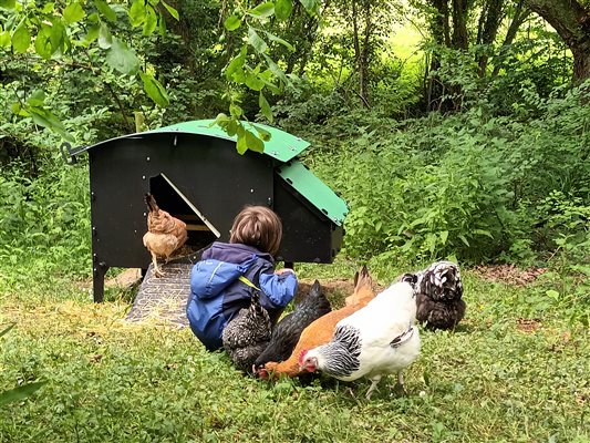 Child surrounded by chickens