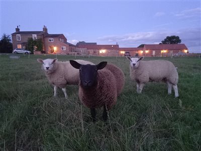 A Brecks Away Holiday Cottages @ Brecks Farm