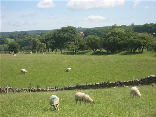 Sheep grazing the paddock