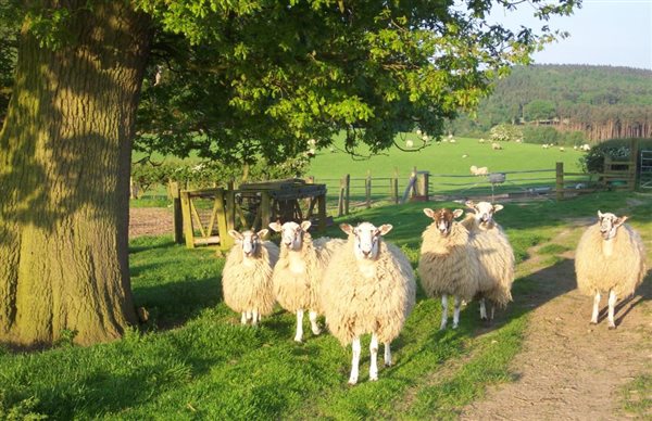 Sheep in the Area of Outstanding Natural Beauty