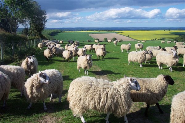Sheep and fine views