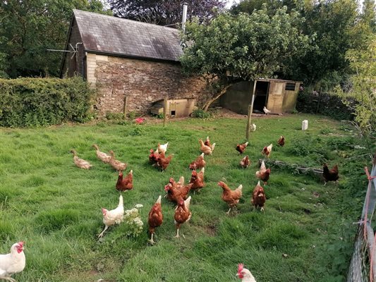 Free-range Eggs from these ladies for breakfast